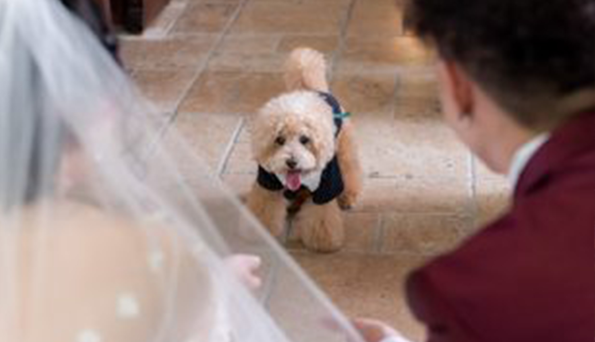 大切な“家族”と一緒に🐾ペットと一緒の結婚式プラン